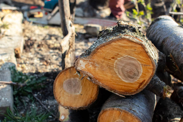 Best Tree and Shrub Care  in USA